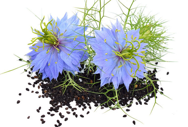 L'huile de nigelle