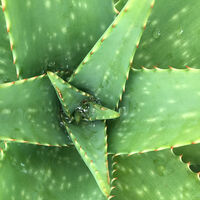 Shampooing douceur pour enfant