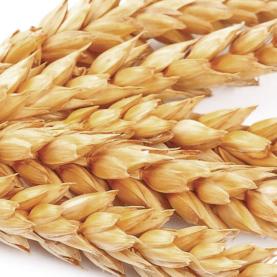 Crème nutritive sans rinçage pour cheveux secs