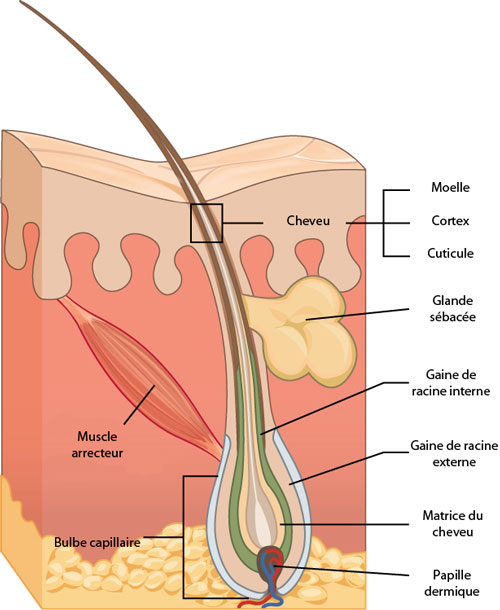 anatomie cheveu