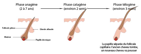 croissance cheveu